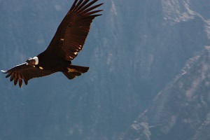 Reisevortrag „1 Jahr in Peru“
