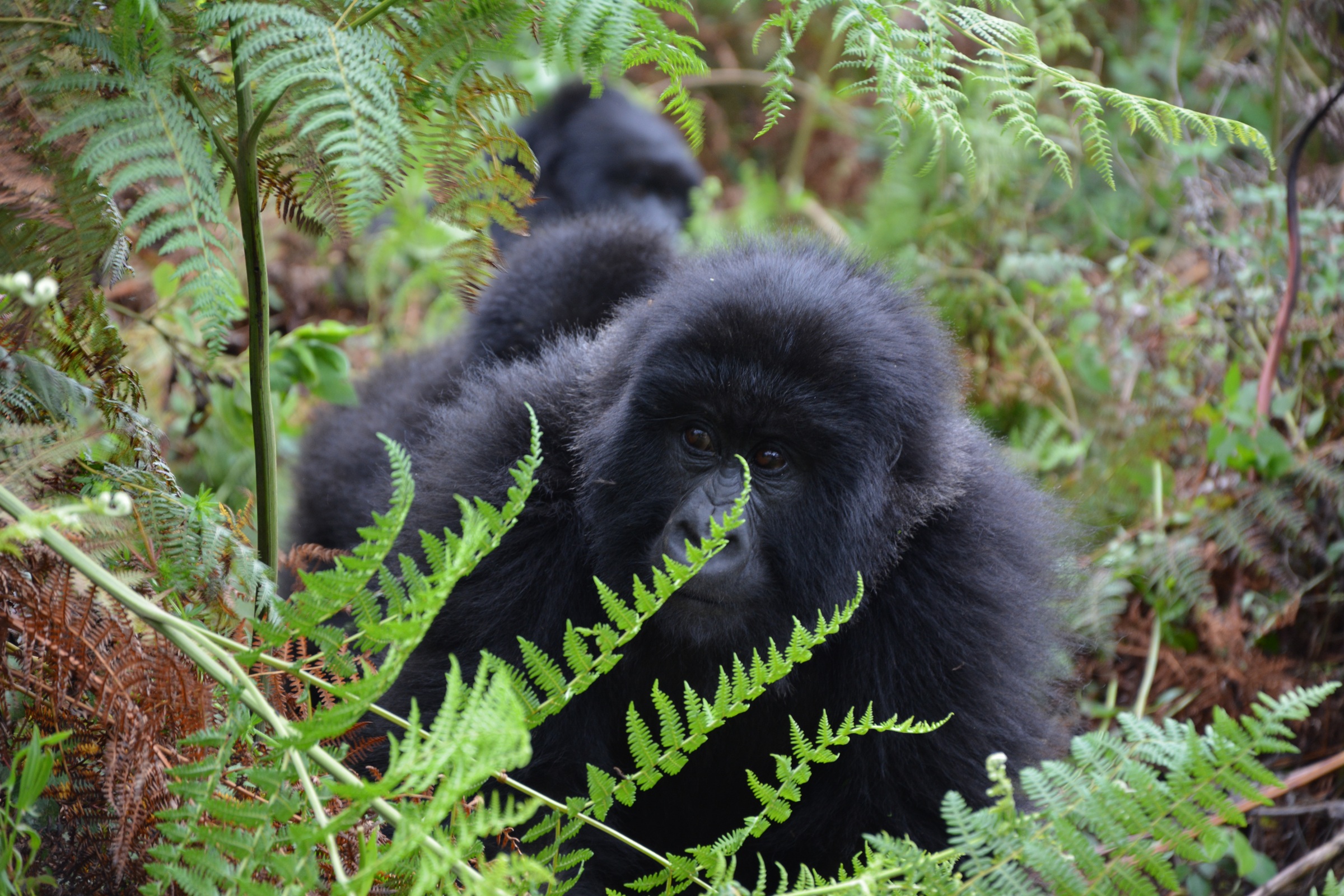 Reisevortrag „Unsere Reise nach Uganda“